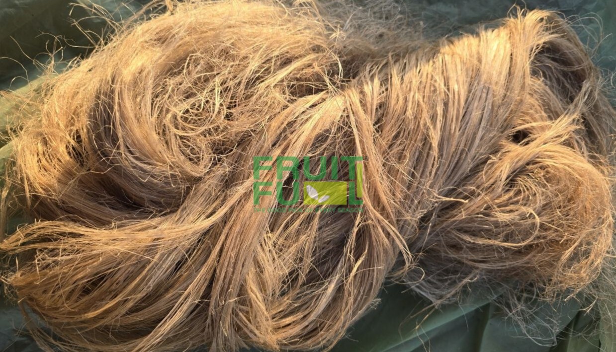 Scutched Flax